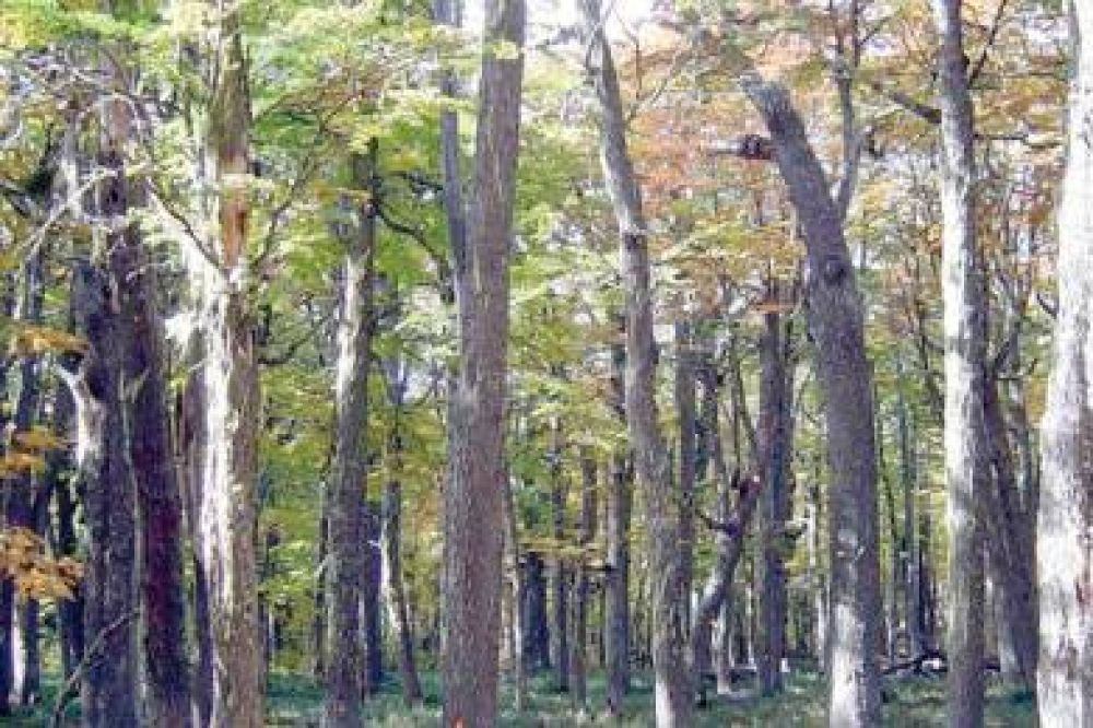 Avanzan en la implementaci�n de la Ley de Bosques Nativos