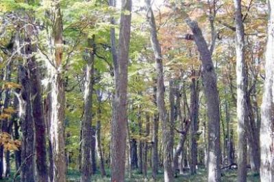 Avanzan en la implementaci�n de la Ley de Bosques Nativos