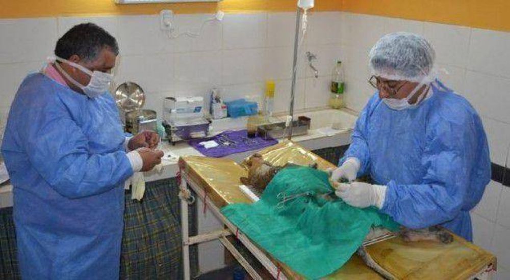 Contin�a la vacunaci�n y esterilizaci�n gratuita de mascotas
