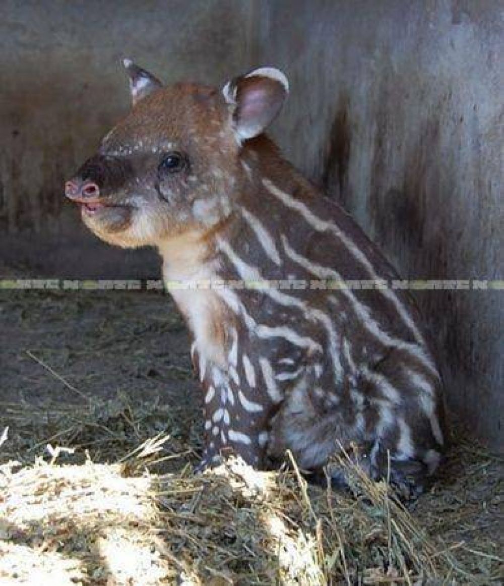 Naci� un tapir en el zool�gico de S�enz Pe�a