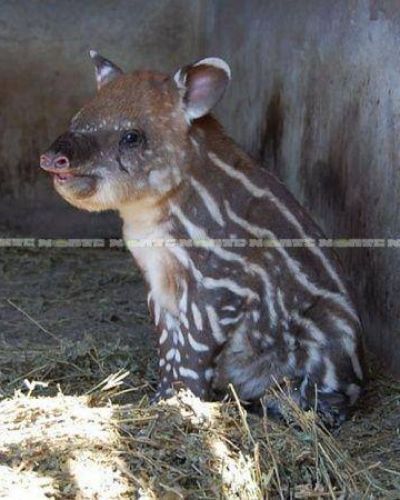 Naci� un tapir en el zool�gico de S�enz Pe�a