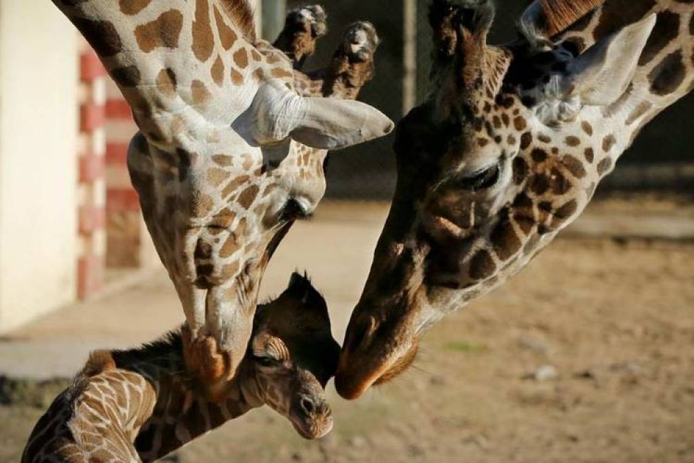 Naci� una jirafa en el Zoo porte�o