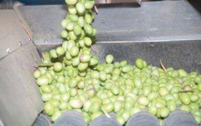 Satisfacci�n en la C�mara Oliv�cola por cr�ditos al sector