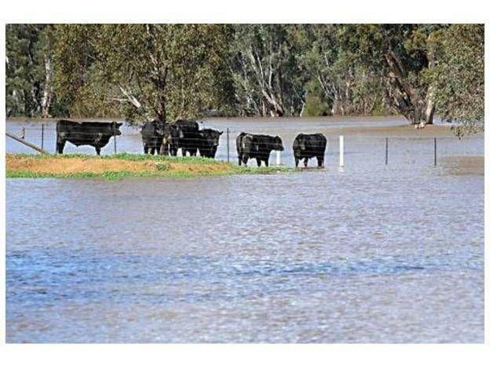 Evacuaron el 80 por ciento de la hacienda en la provincia