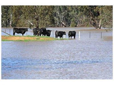 Evacuaron el 80 por ciento de la hacienda en la provincia