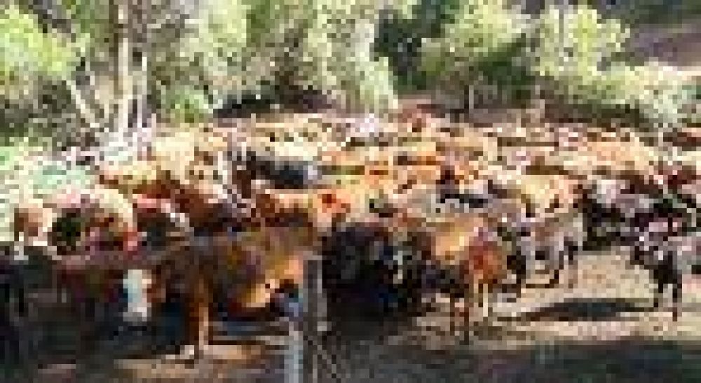 Actualizaci�n en enfermedades de bovinos