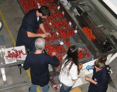 T�cnicos del INTI Mar del Plata prolongaron la vida de las frutillas