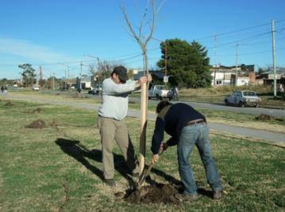 La Comuna inici� la reforestaci�n de la Avenida Libertad