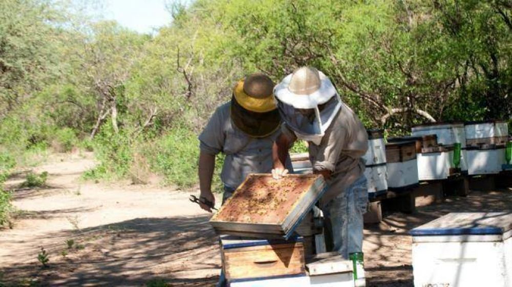 Bosques: sin desmontes por primera vez en 15 meses