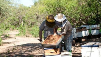 Bosques: sin desmontes por primera vez en 15 meses