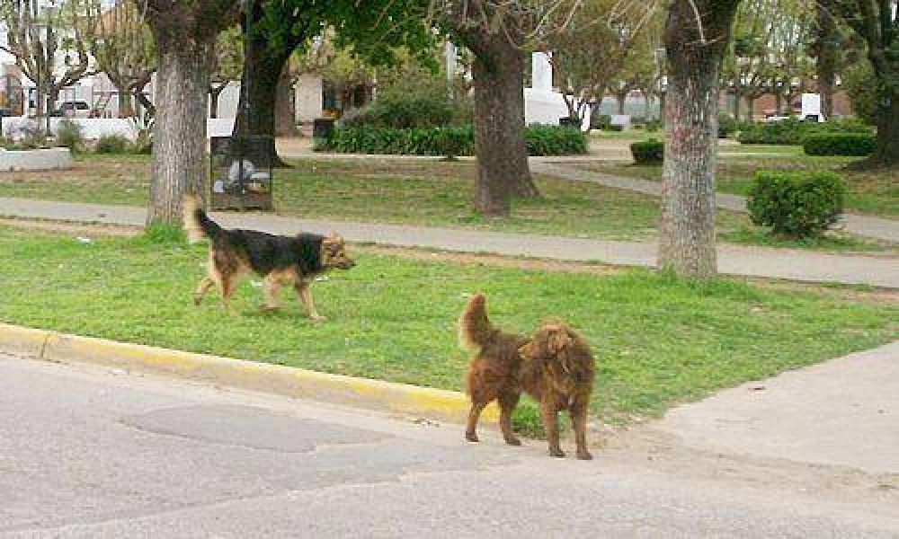 Preocupaci�n por la aparici�n de perros muertos en Villa Verde