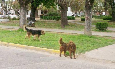 Preocupaci�n por la aparici�n de perros muertos en Villa Verde