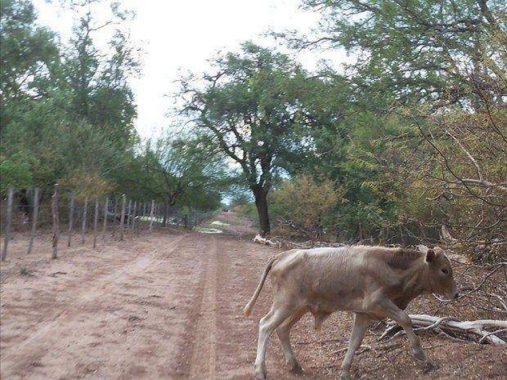 La sequ�a golpea a los peque�os productores del chaco salte�o