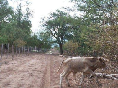 La sequ�a golpea a los peque�os productores del chaco salte�o