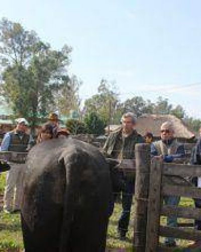 Ponderan acentuada evoluci�n de la calidad de la hacienda formose�a