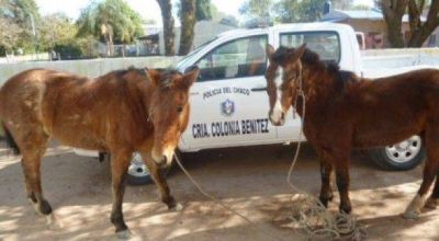 Dejan abandonados caballos que usaban para robar