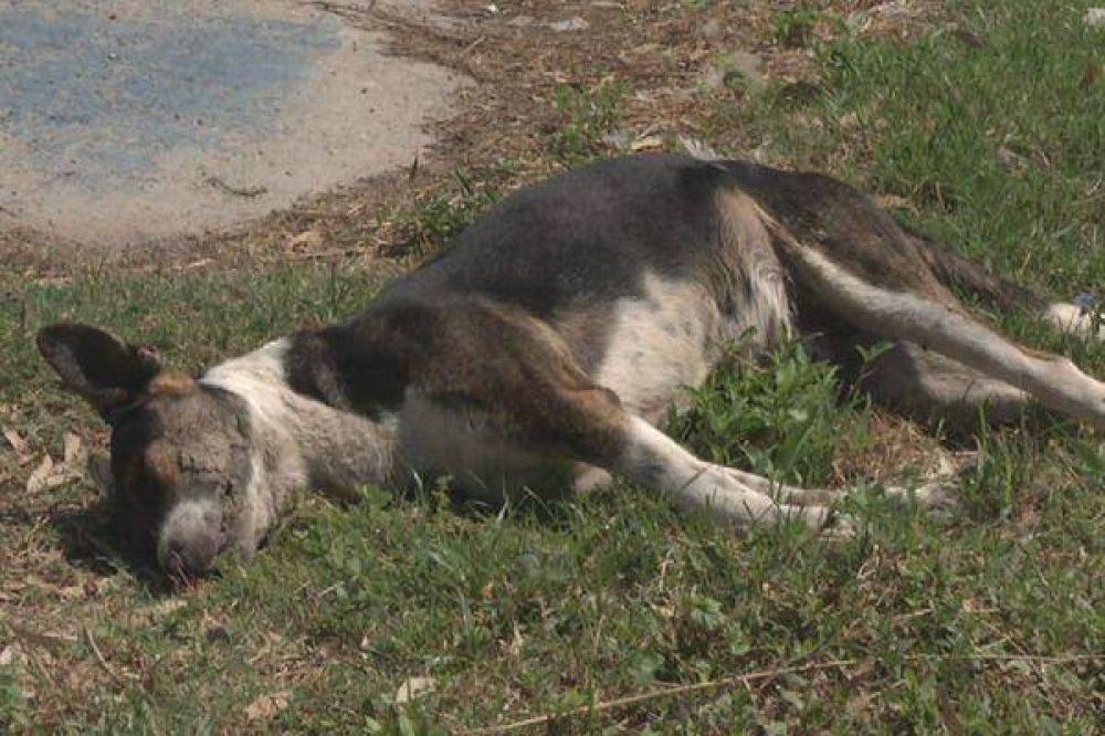Vecinos del Am�rica del Sur denuncian envenenamiento de mascotas