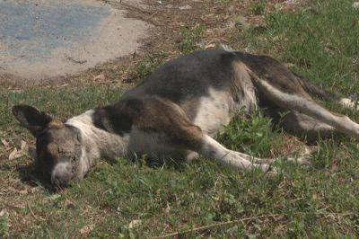 Vecinos del Am�rica del Sur denuncian envenenamiento de mascotas