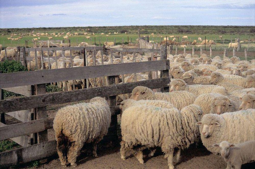 Fortalecen el trabajo para el desarrollo ovino en la zona sur de Chubut