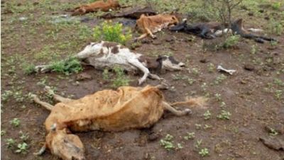 La ley de Emergencia caduc� y la crisis agropecuaria se agudiza