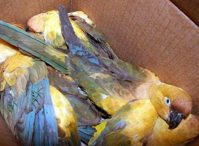 En Olavarr�a, sorprenden a un joven bahiense con seis loros barranqueros en una caja