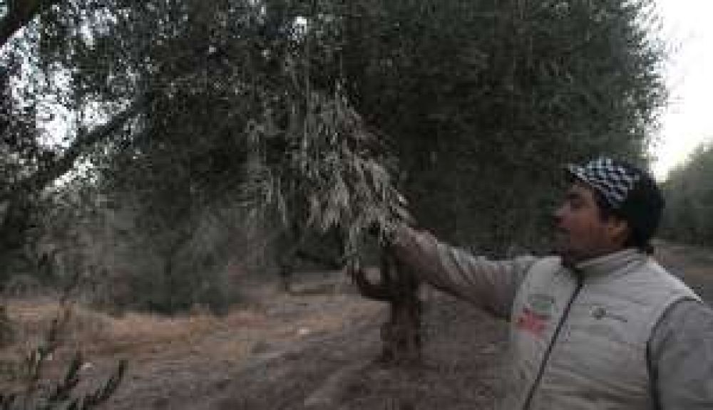 La helada afect� a unas 7.000 hect�reas de olivos