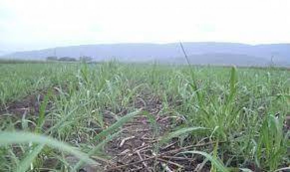 Las heladas perjudicar�n la producci�n de az�car