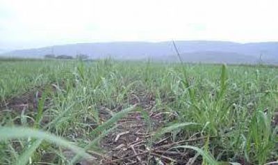 Las heladas perjudicar�n la producci�n de az�car