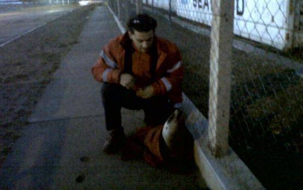 Un lobito de mar en plena calle