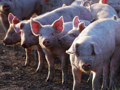 Entregaron ayuda a productores afectados por la sequ�a en Vinalito