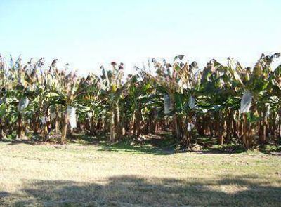 Las heladas �arrasaron� con la producci�n juje�a