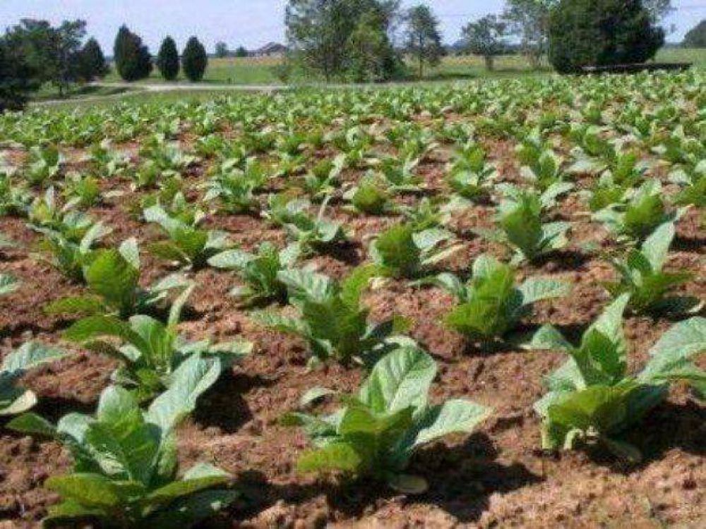Esfuerzo de tabacaleros por una campa�a exitosa