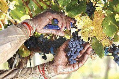 Cay� un 40% la demanda de empleo en la vitivinicultura