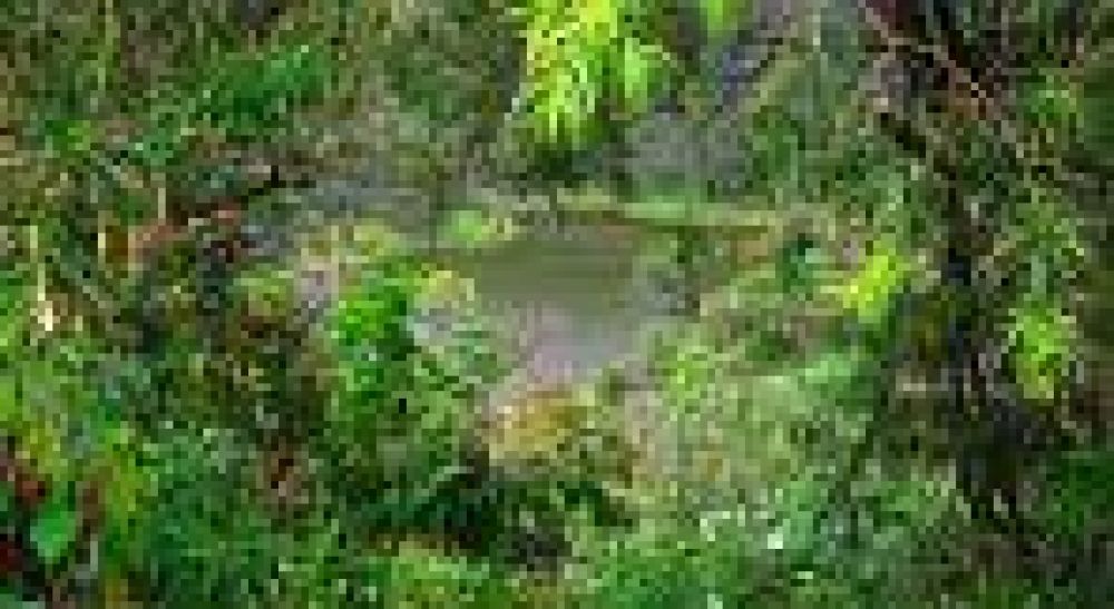 Contin�a jornada ambiental en Punta Diamante