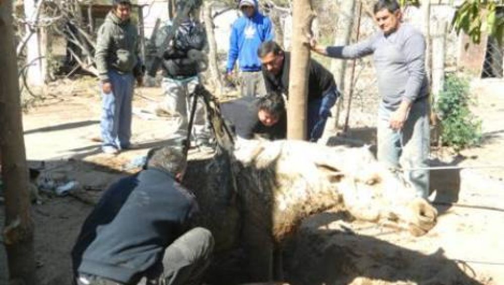 Rescataron un caballo que habia ca�do en un pozo ciego