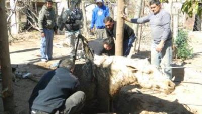 Rescataron un caballo que habia ca�do en un pozo ciego