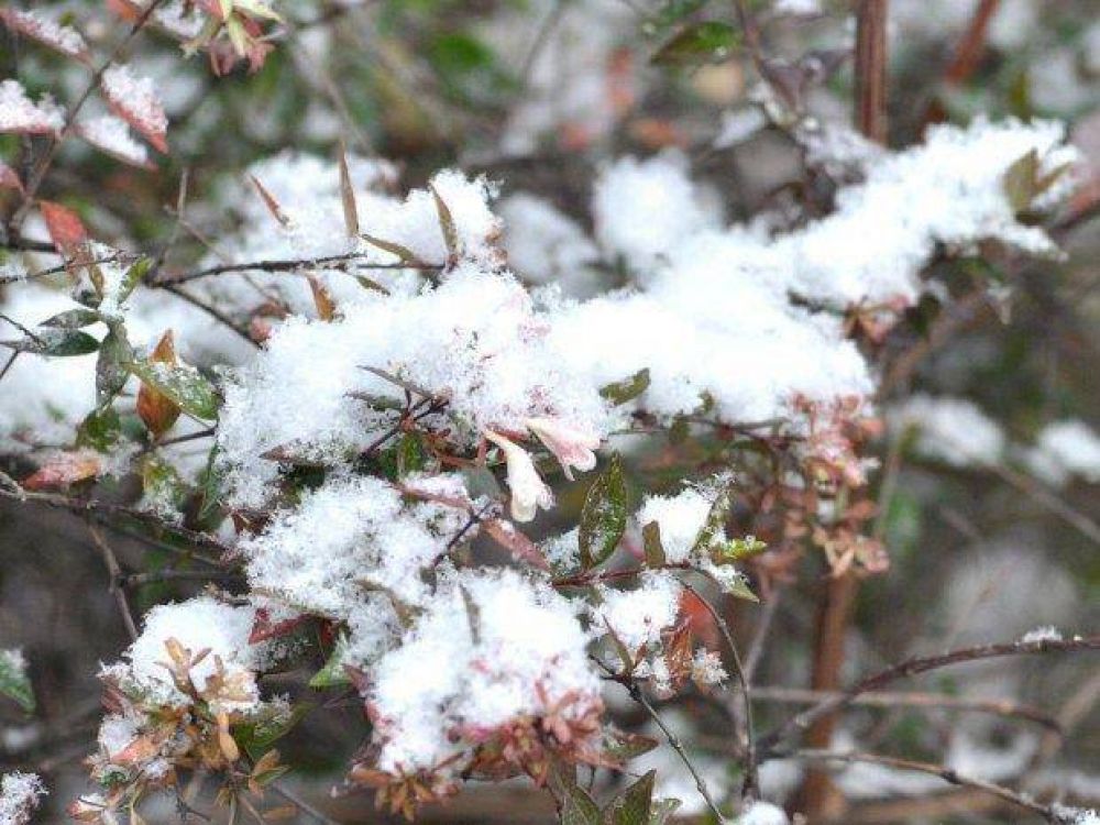 La nieve y las heladas afectaron plantaciones