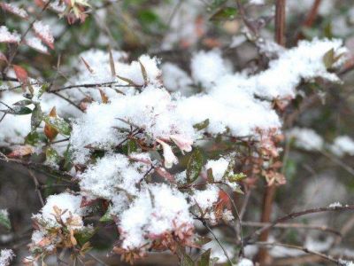 La nieve y las heladas afectaron plantaciones