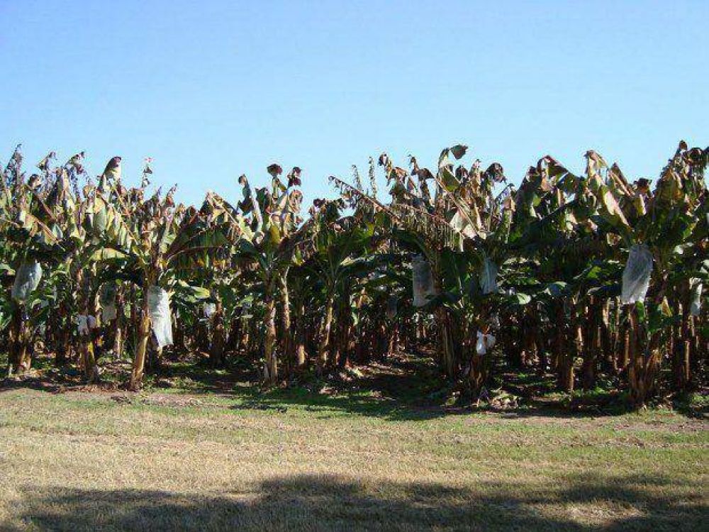 Por la helada, se perdi� el 50% de la producci�n de hortalizas