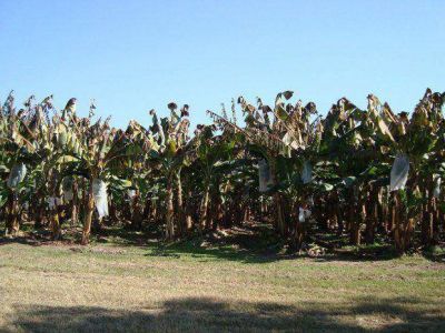 Por la helada, se perdi� el 50% de la producci�n de hortalizas