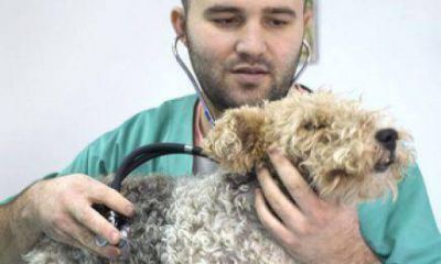 Buscan crear un hospital veterinario en Posadas 