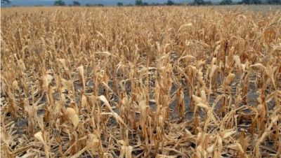El Gobierno decret� la emergencia agropecuaria