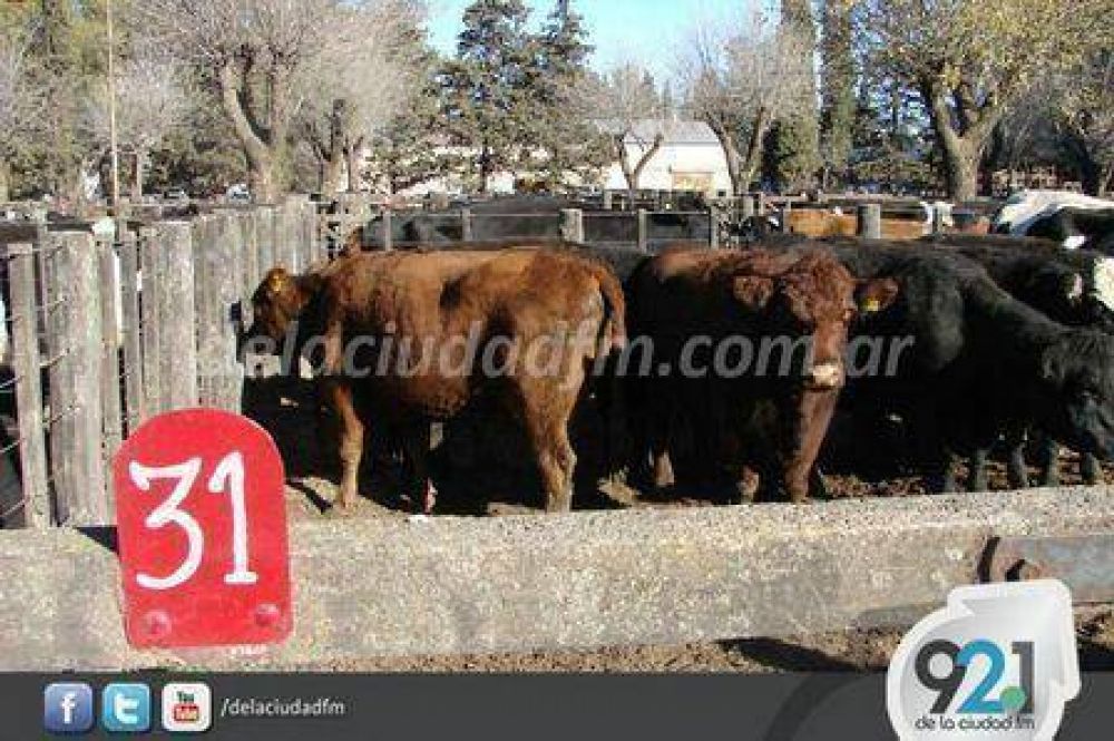 La Alianza, junto a otras cooperativas, har� un remate feria en Pig��	
