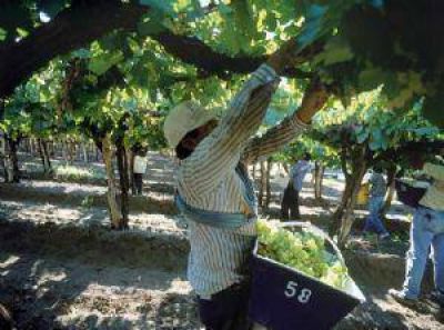 Producci�n estima que se duplicar� el volumen de vid en Catamarca