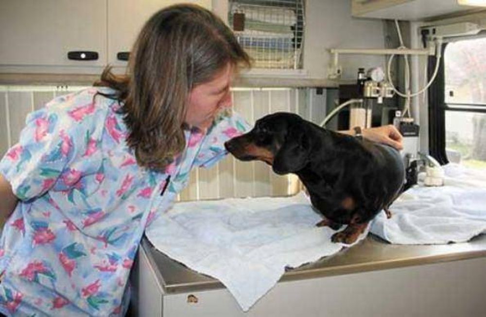 Juntar�n firmas para la creaci�n de un hospital veterinario p�blico en Posadas