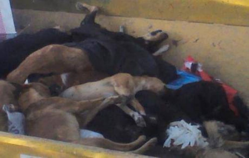 Se desconocen quines cometieron la matanza de perros en Den Funes