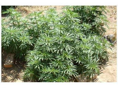 Incautaron 17 plantas de marihuana halladas en una vivienda de Nogoy�