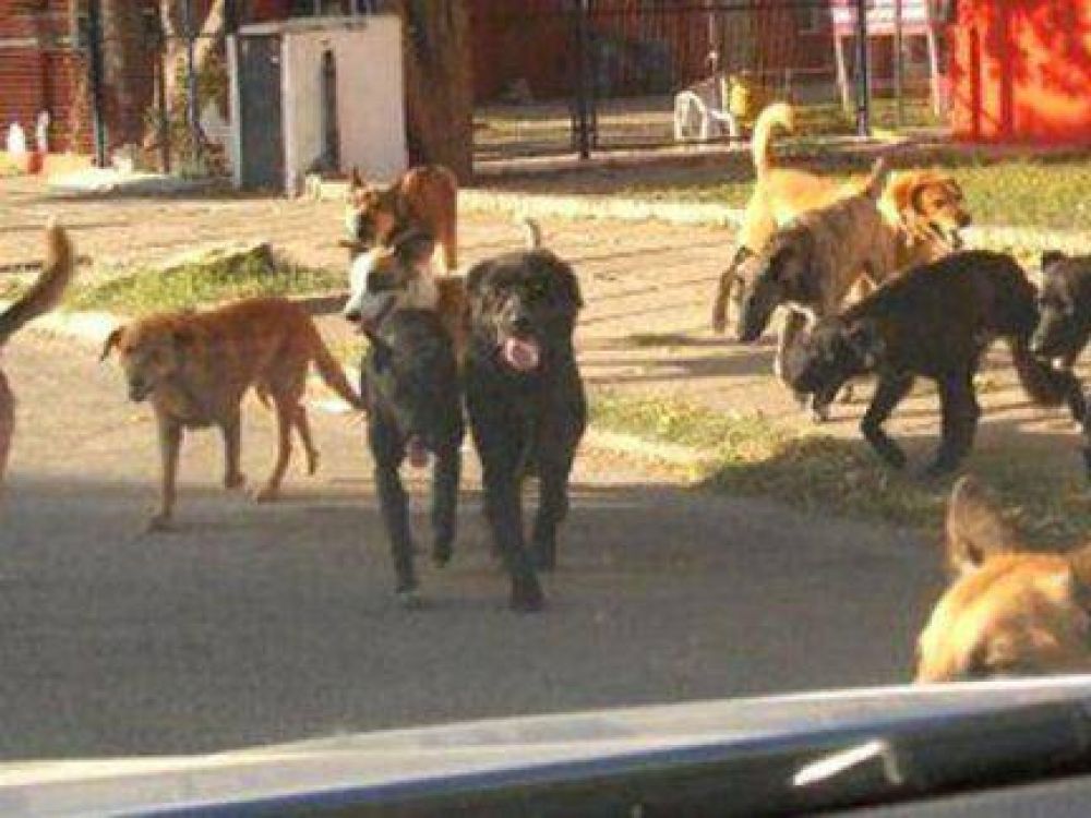 Chajar�: A partir de la pr�xima semana capturar�n perros que est�n sueltos en la v�a p�blica 