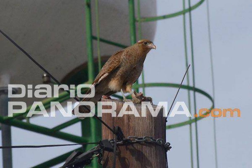 Ave rapaz en el centro de Santiago del Estero