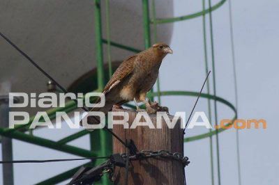 Ave rapaz en el centro de Santiago del Estero